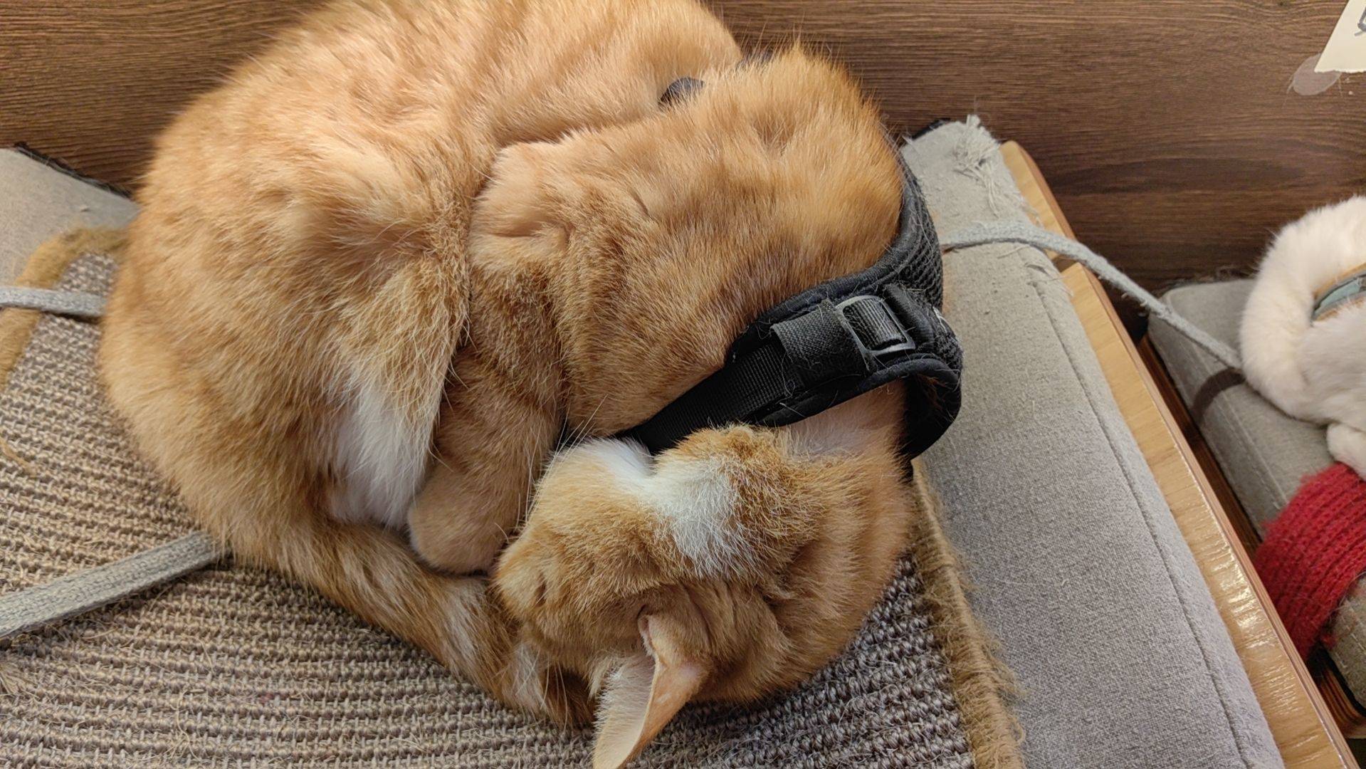 猫大王