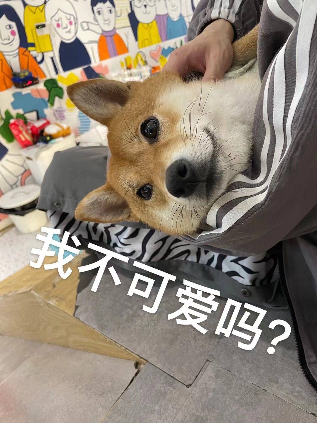 不加芹菜