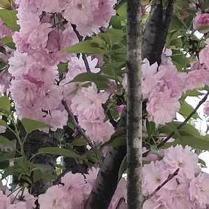平安
