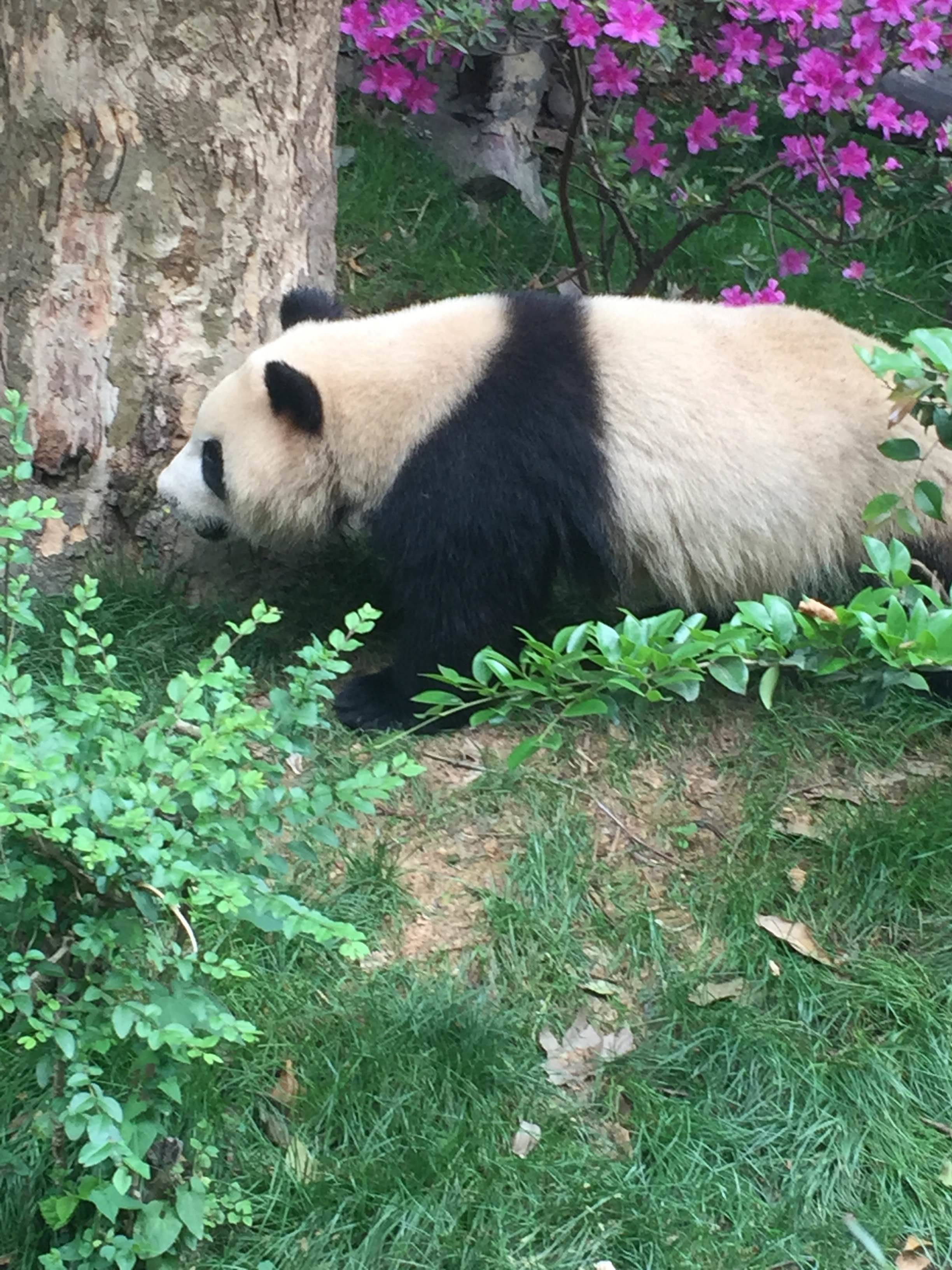 潘舒