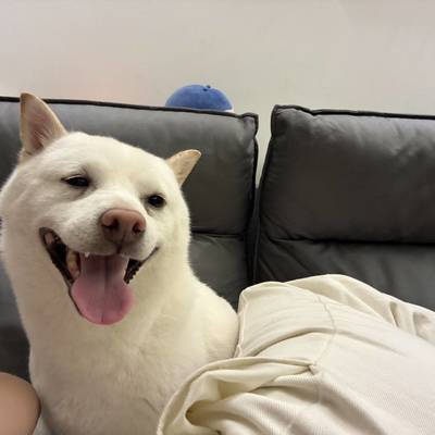 半仙锅
