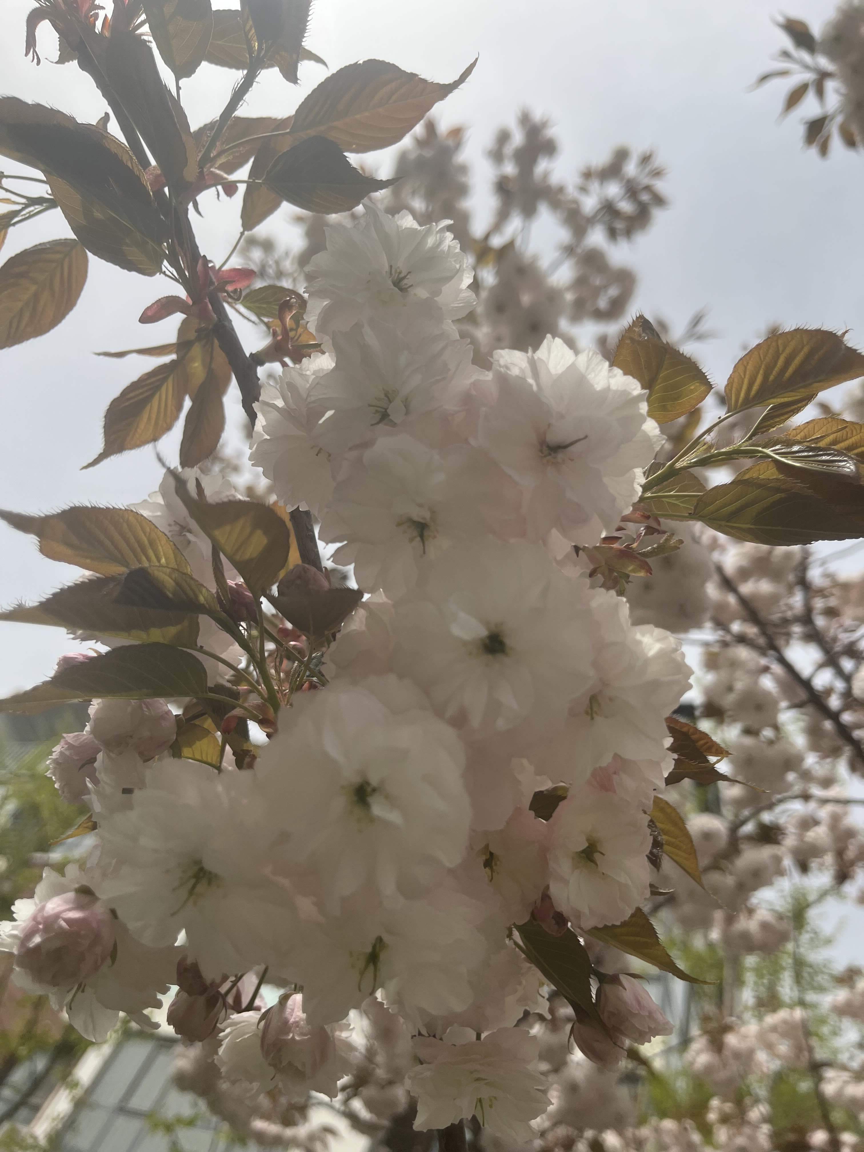 旺季涨价欧先到先得