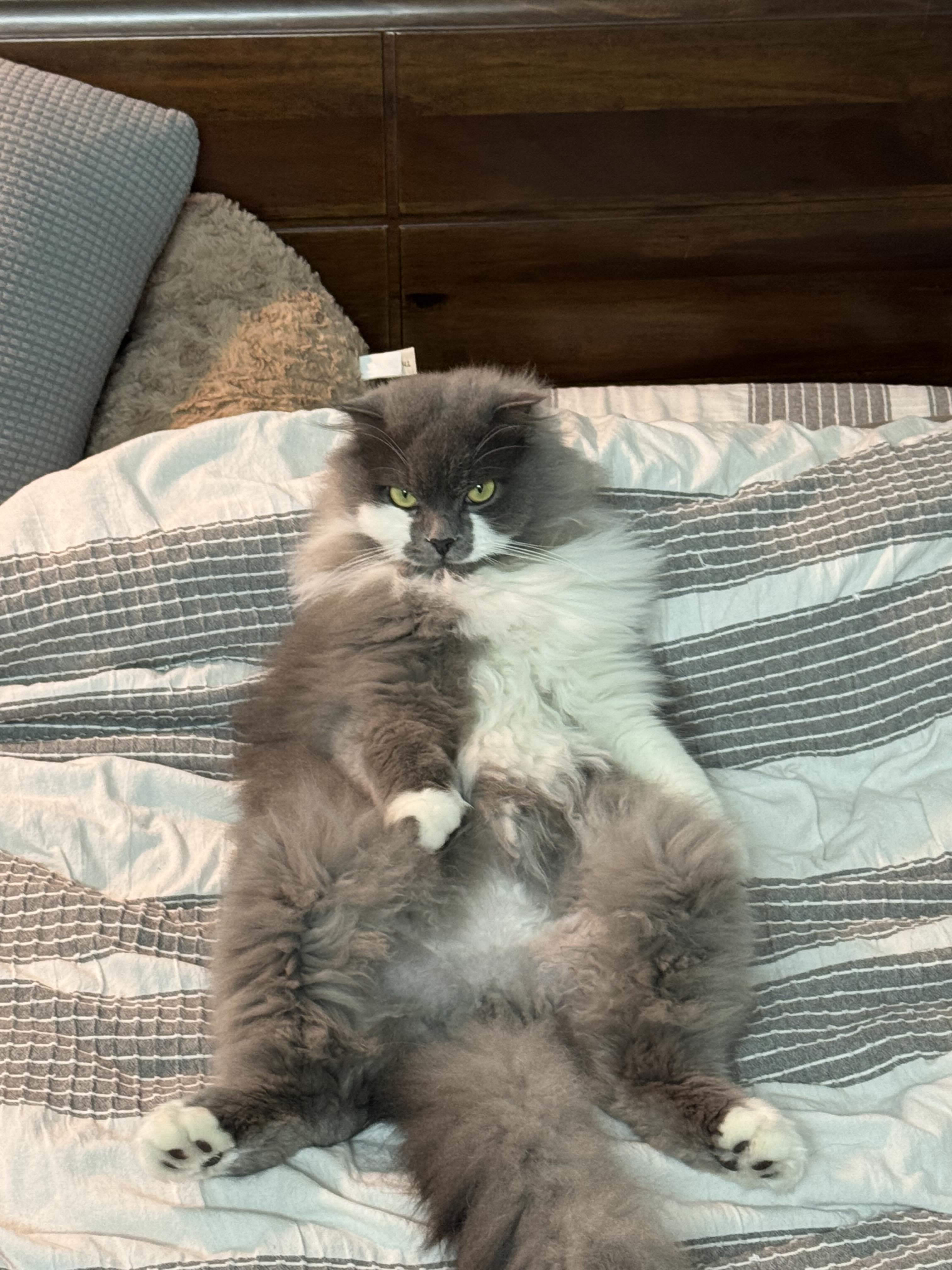 Elio