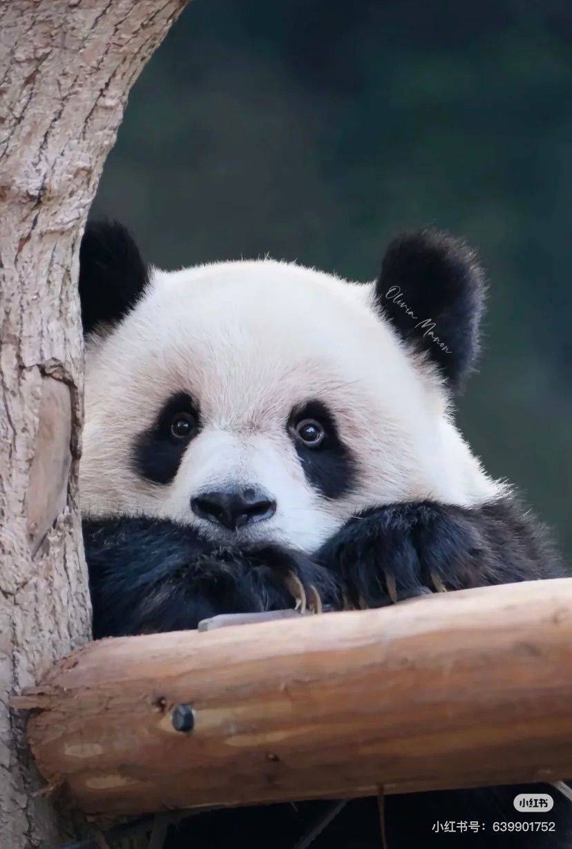 鱼爱