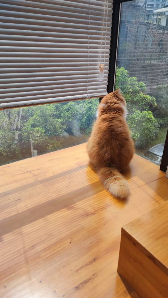 藏猫猫