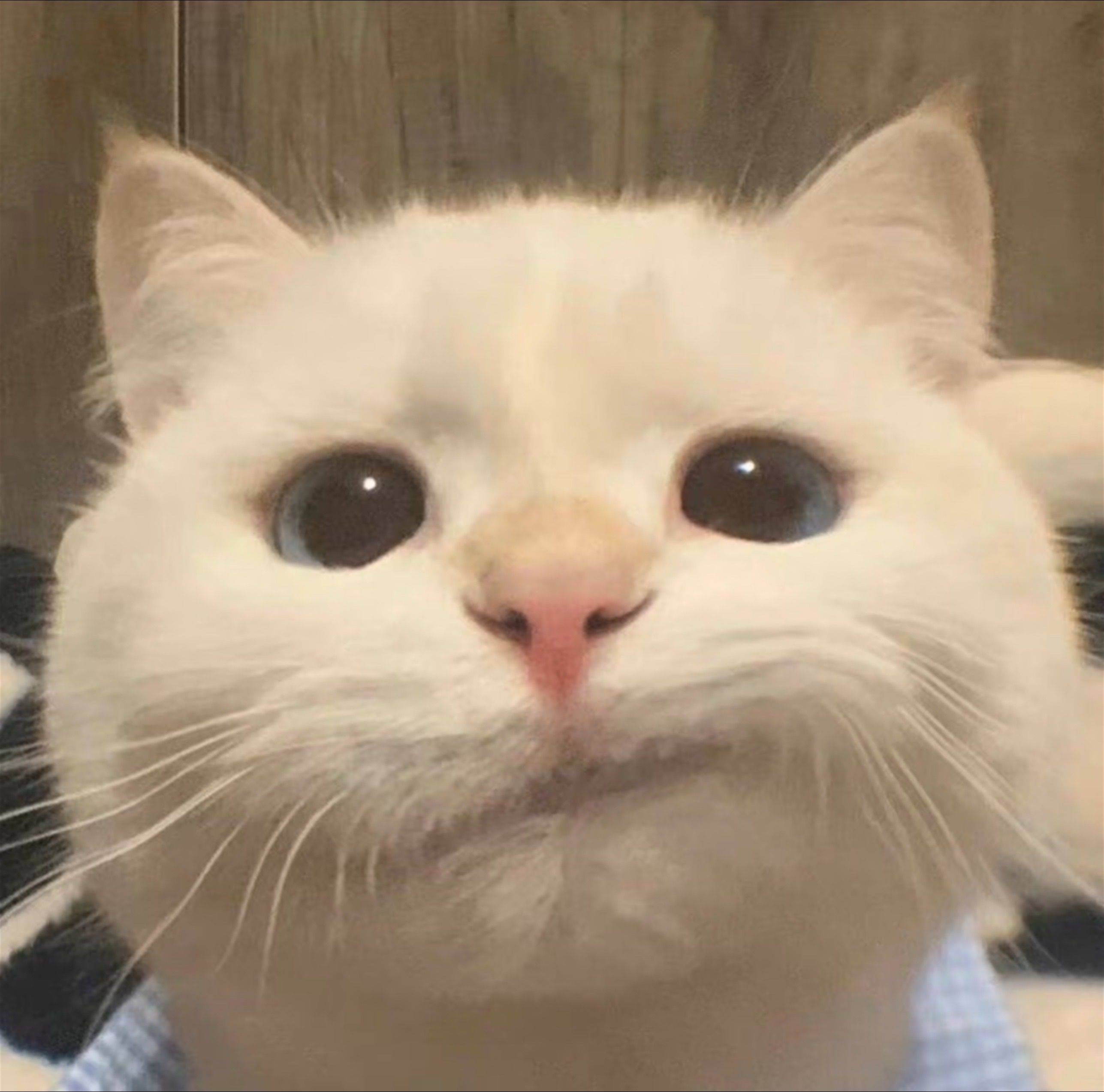 小佳