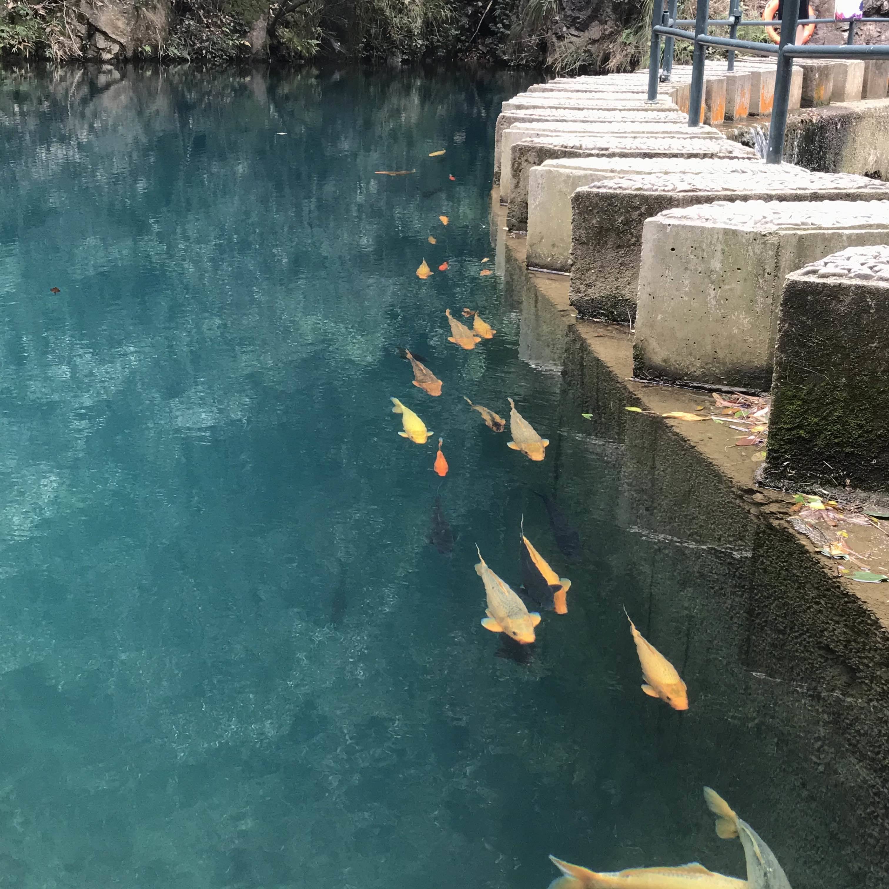 Yellow的耶
